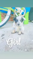 Bella, a female Australian Cattle Dog for sale in Sylvania, GA – 3 of 3