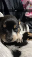 Baby girl, a female Australian Cattle Dog for sale in Sylvania, GA – 2 of 7