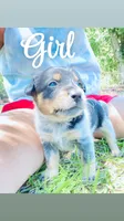 Baby girl, a female Australian Cattle Dog for sale in Sylvania, GA – 3 of 7