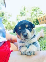 Baby girl, a female Australian Cattle Dog for sale in Sylvania, GA – 4 of 7