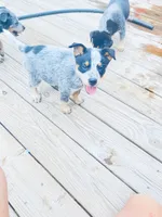 Bella, a female Australian Cattle Dog for sale in Sylvania, GA – 1 of 3