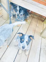 Bella, a female Australian Cattle Dog for sale in Sylvania, GA – 2 of 3