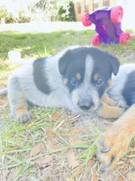 Big boy, a male Australian Cattle Dog for sale in Sylvania, GA – 7 of 7