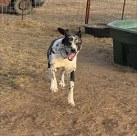Sophie , a female Great Pyrenees for sale in Chandler, OK – Photo 3 of 4