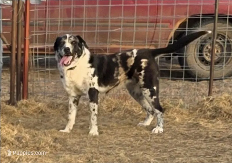 Sophie  – Great Pyrenees puppy for sale in Chandler, OK