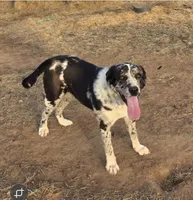 Sophie , a female Great Pyrenees for sale in Chandler, OK – Photo 2 of 4