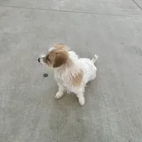 Princess, a female Jack Russell Terrier and Poodle - Toy  for sale in Los Angeles, CA – Photo 2 of 4