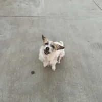 Princess, a female Jack Russell Terrier and Poodle - Toy  for sale in Los Angeles, CA – Photo 3 of 4