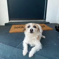 Princess, a female Jack Russell Terrier and Poodle - Toy  for sale in Los Angeles, CA – Photo 1 of 4