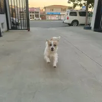 Princess, a female Jack Russell Terrier and Poodle - Toy  for sale in Los Angeles, CA – Photo 4 of 4