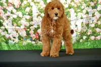 Eagle, a male Miniature Goldendoodle for sale in Ligonier, IN – Photo 2 of 2
