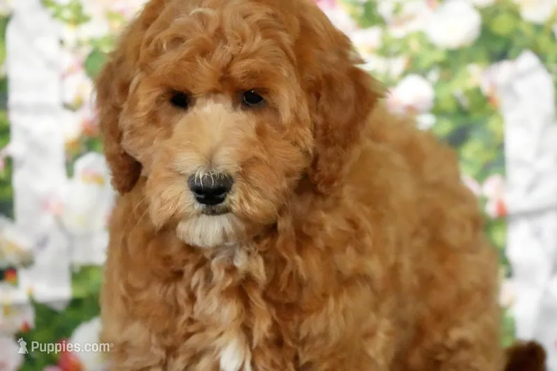 Eagle – Miniature Goldendoodle puppy for sale in Ligonier, IN