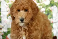 Eagle, a male Miniature Goldendoodle for sale in Ligonier, IN – Photo 1 of 2