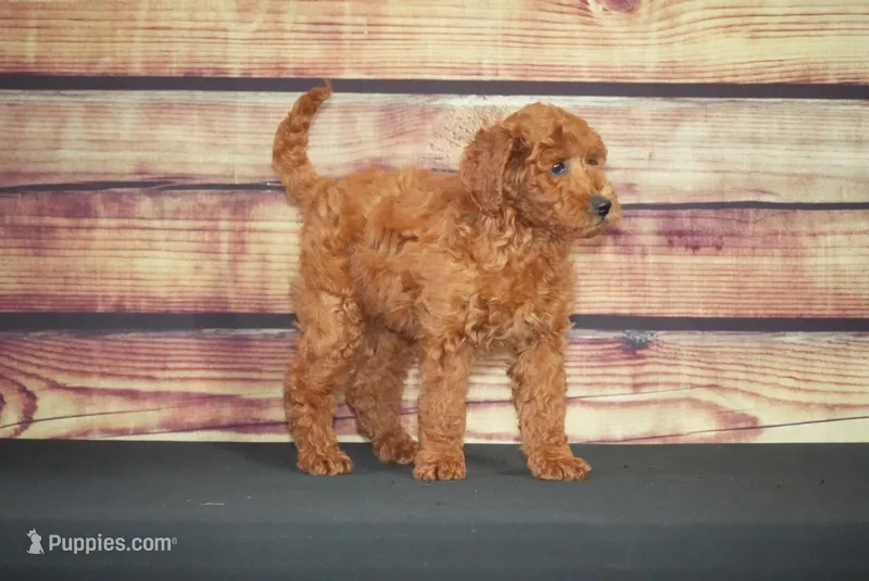 Kara – Miniature Goldendoodle puppy for sale in Ligonier, IN