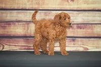 Kara, a female Miniature Goldendoodle for sale in Ligonier, IN – 1 of 3
