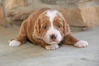 Frank, a male Cavapoo for sale in Ligonier, IN – 1 of 1