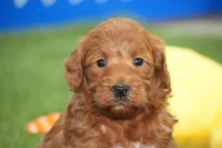 Isi, a female Miniature Goldendoodle for sale in Ligonier, IN – 1 of 2
