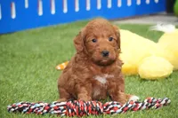 Isi, a female Miniature Goldendoodle for sale in Ligonier, IN – 2 of 2