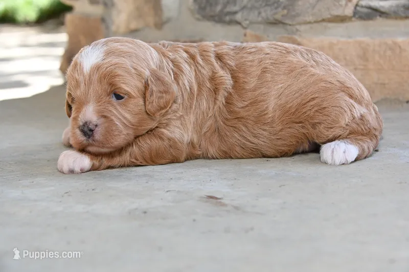 Greta – Cavapoo puppy for sale in Ligonier, IN
