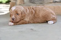 Greta, a female Cavapoo for sale in Ligonier, IN – 1 of 1