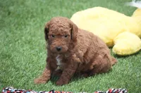 Michel , a male Miniature Goldendoodle for sale in Ligonier, IN – Photo 2 of 2