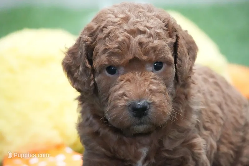 Michel  – Miniature Goldendoodle puppy for sale in Ligonier, IN