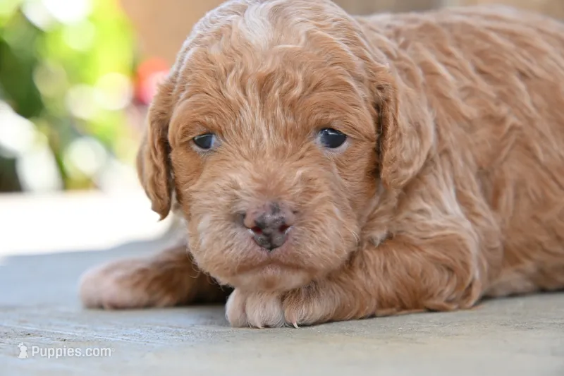 Honey – Cavapoo puppy for sale in Ligonier, IN