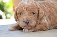 Honey, a female Cavapoo for sale in Ligonier, IN – 1 of 2