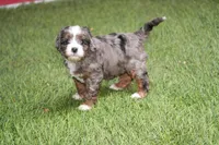 Sue, a female Cavapoo for sale in Ligonier, IN – Photo 1 of 2