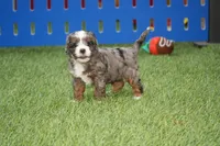 Sue, a female Cavapoo for sale in Ligonier, IN – Photo 2 of 2