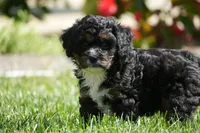 Bart, a male Cavapoo for sale in Ligonier, IN – 1 of 1