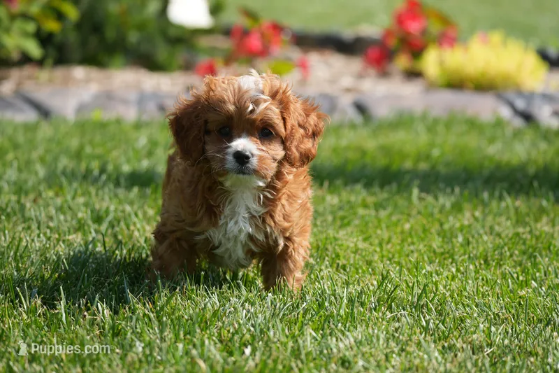 Matt – Cavapoo puppy for sale in Ligonier, IN