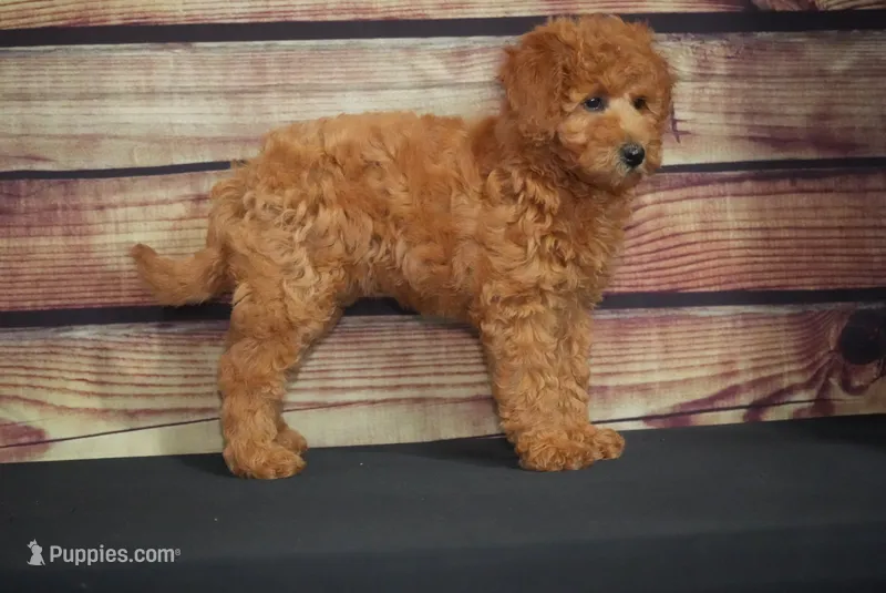 Jessy – Miniature Goldendoodle puppy for sale in Ligonier, IN