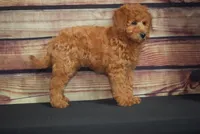 Jessy, a female Miniature Goldendoodle for sale in Ligonier, IN – 1 of 3