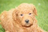 Jessy, a female Miniature Goldendoodle for sale in Ligonier, IN – 2 of 2