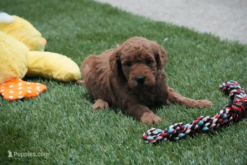 Jessy – Miniature Goldendoodle puppy for sale in Ligonier, IN