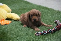 Jessy, a female Miniature Goldendoodle for sale in Ligonier, IN – 1 of 2