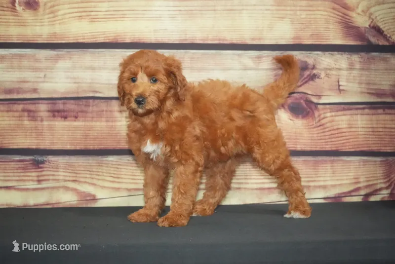 Isi – Miniature Goldendoodle puppy for sale in Ligonier, IN