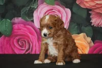 Matt, a male Cavapoo for sale in Ligonier, IN – 1 of 1