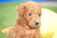 Kara, a female Miniature Goldendoodle for sale in Ligonier, IN – 1 of 2