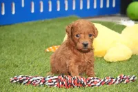 Kara, a female Miniature Goldendoodle for sale in Ligonier, IN – 2 of 2