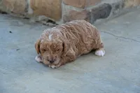 Honey, a female Cavapoo for sale in Ligonier, IN – 2 of 2