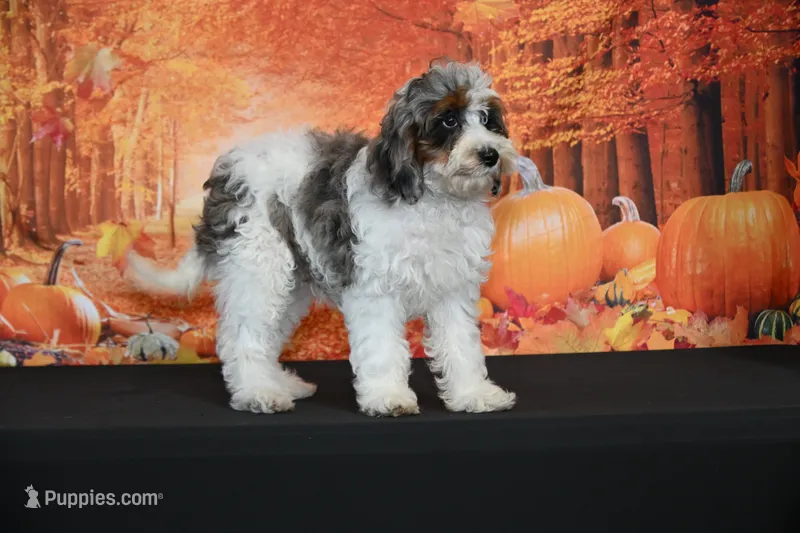 crystal  – Cavapoo puppy for sale in Ligonier, IN