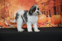 crystal , a female Cavapoo for sale in Ligonier, IN – 1 of 1