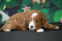 Larry, a male Cavapoo for sale in Ligonier, IN – Photo 2 of 3