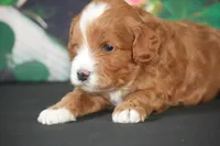 Larry, a male Cavapoo for sale in Ligonier, IN – Photo 1 of 3