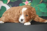 Larry, a male Cavapoo for sale in Ligonier, IN – Photo 3 of 3