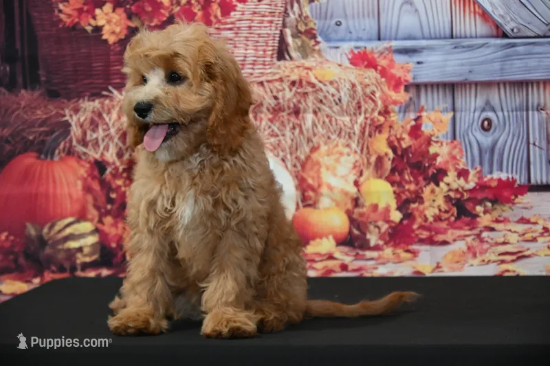 Chase – Cavapoo puppy for sale in Ligonier, IN