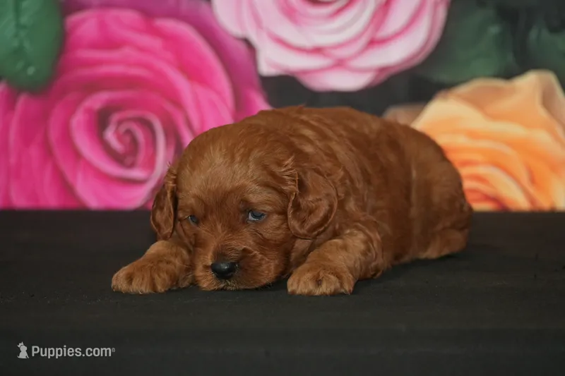 Chase  – Cavapoo puppy for sale in Ligonier, IN