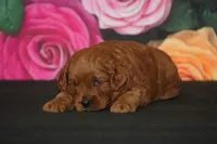 Chase , a male Cavapoo for sale in Ligonier, IN – 1 of 1